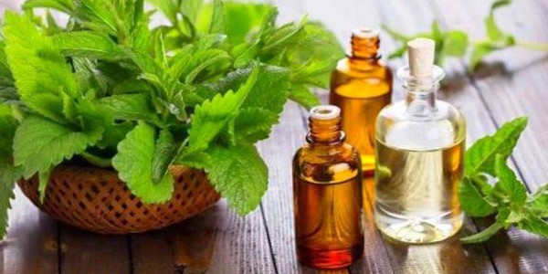 تصویر 3 از خرید و قیمت عرق گیاه پونه + فروش صادراتی